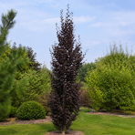 Buk lesný (Fagus sylvatica) ´DAWYCK PURPLE´ - výška 40-60 cm, kont. C5L